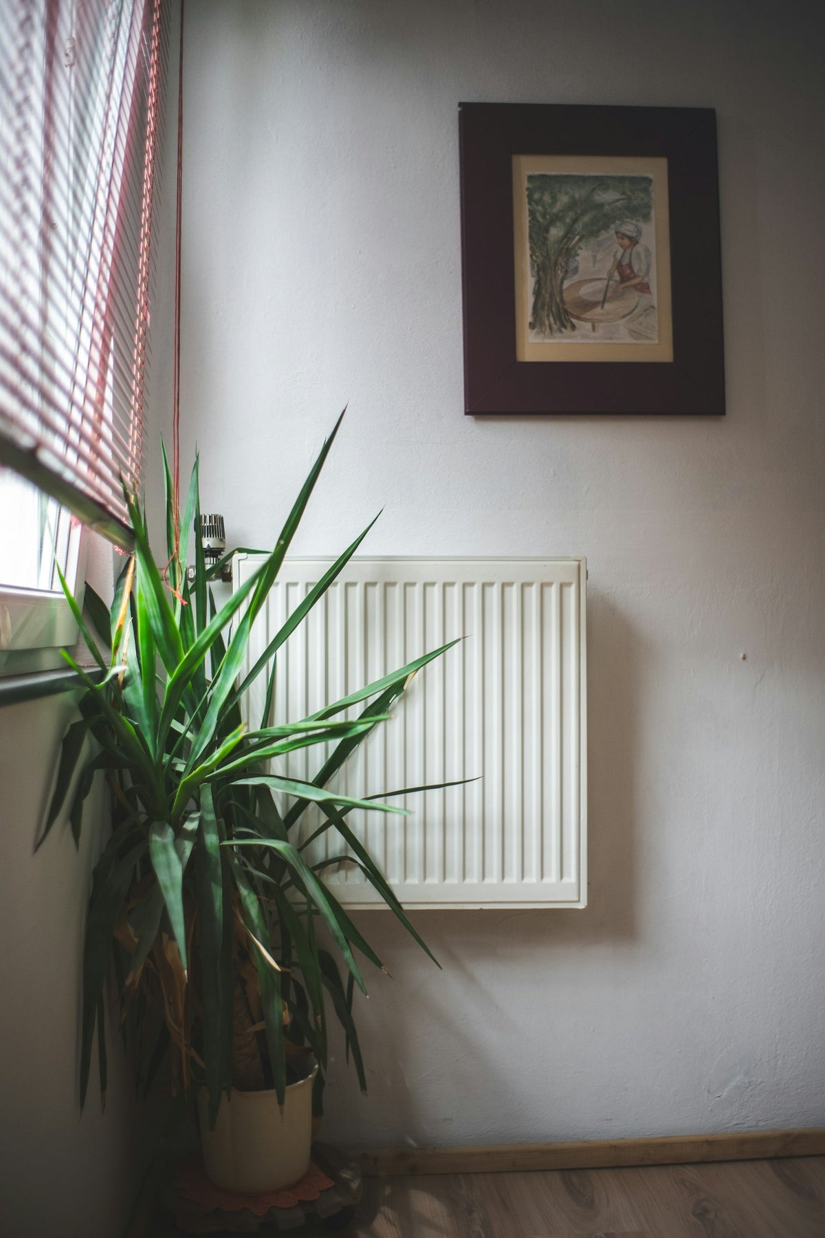 A potted plant beside an indoor window, reaching for the little daylight available