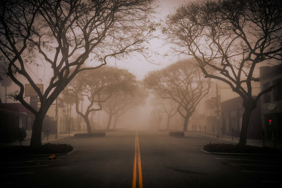 A foggy street lined with bare winter trees, evoking the winter fog feeling